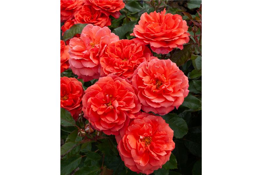 FLORIBUNDA